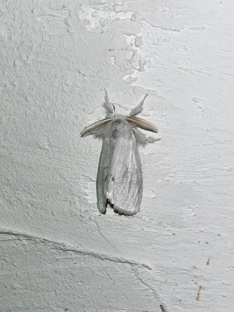 Sphrageidus similis - sárgafarú szövő