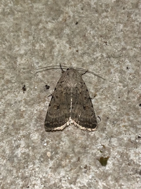 Paradrina clavipalpis - közönséges selymesbagoly