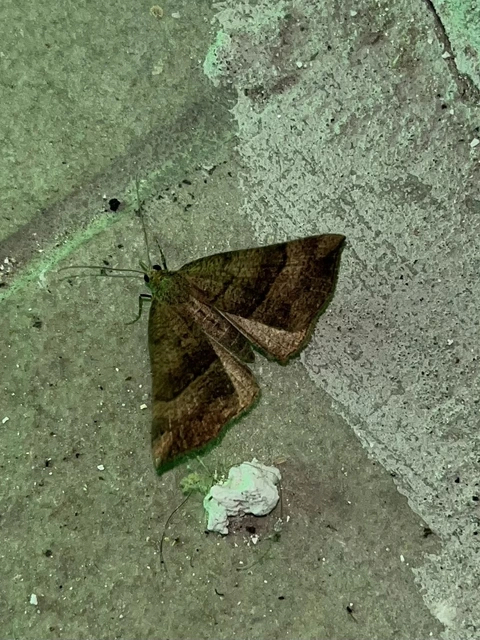 Hypena proboscidalis - ormányos karcsúbagoly