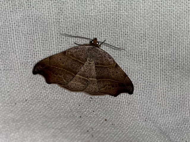 Laspeyria flexula - zuzmóbagoly