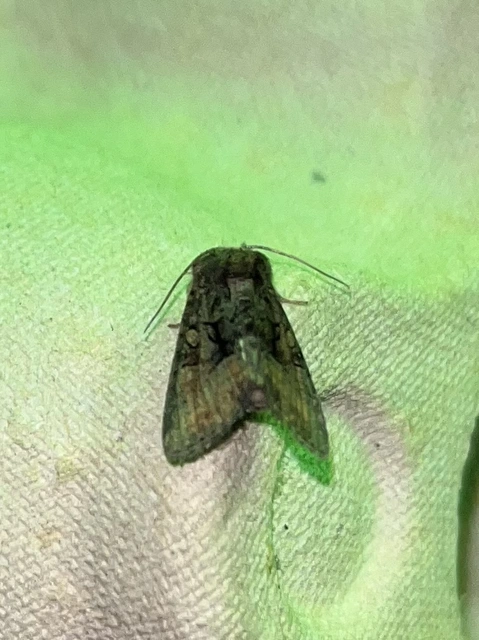 Oligia strigilis/latruncula/versicolor