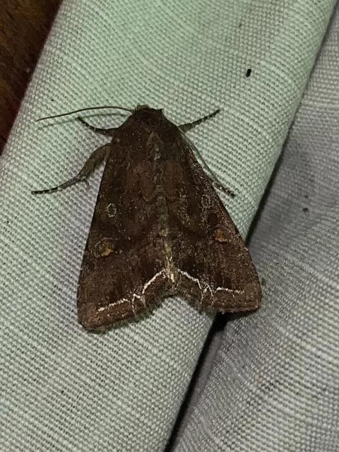 Lacanobia oleracea - saláta-kertibagoly