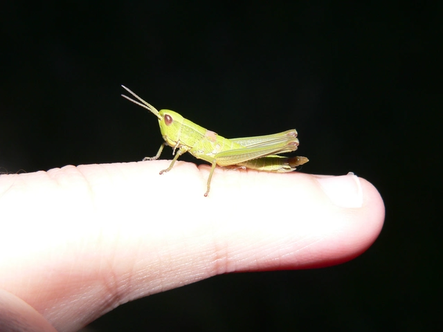 Euthystira brachyptera - smaragdzöld sáska