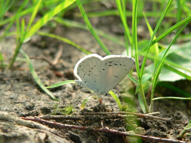 Celastrina argiolus - bengeboglárka