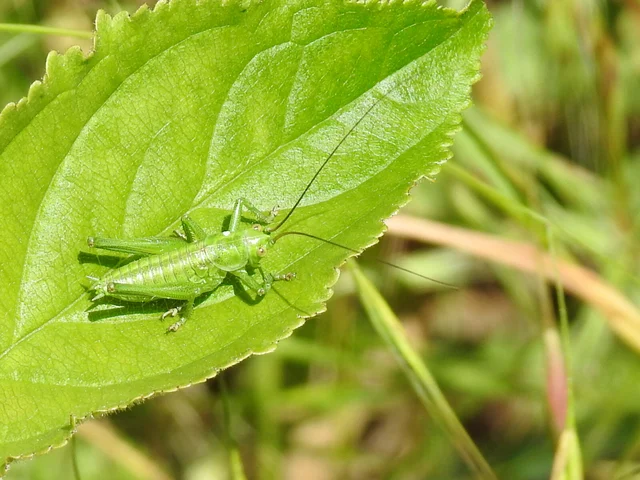 Tettigonia viridissima - zöld lombszöcske