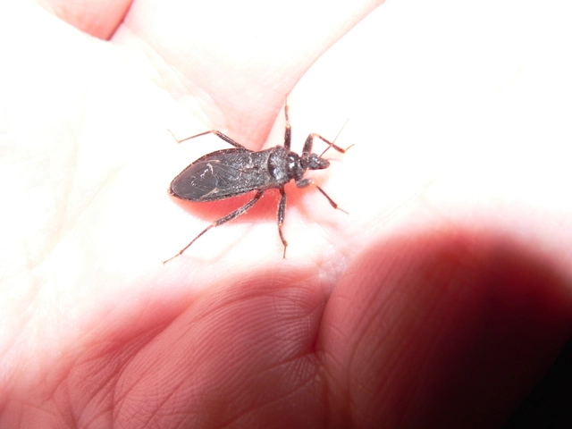 Reduvius personatus - szemetes zugpoloska