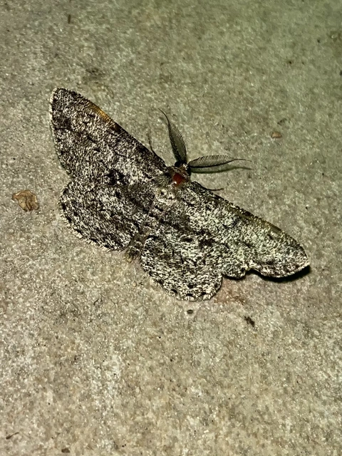 Hypomecis roboraria - nagy tölgyfaaraszoló