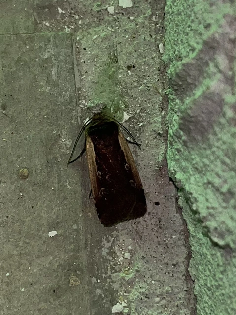 Ochropleura plecta - fehérszegélyű fűbagoly