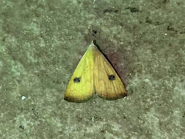 Rivula sericealis - selymes lórombagoly