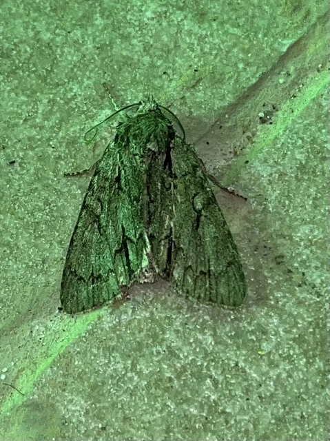 Acronicta cuspis/tridens/psi