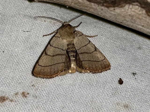 Charanyca trigrammica - háromsávos lombbagoly