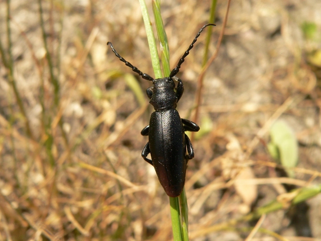 Dorcadion aethiops - fekete gyalogcincér