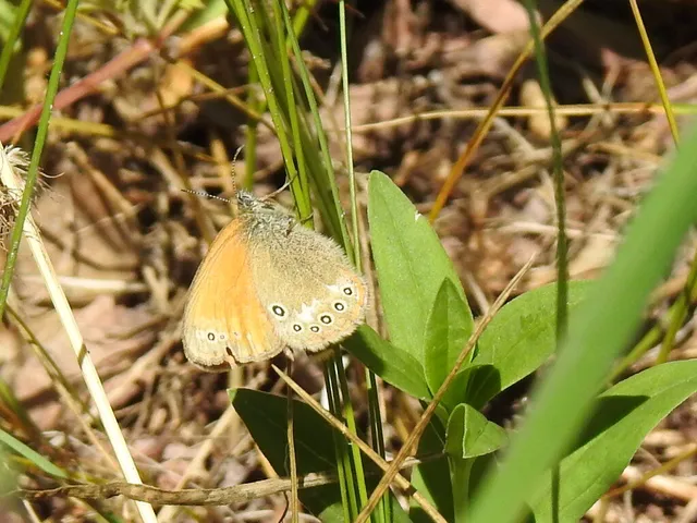 Coenonympha glycerion - közönséges szénalepke