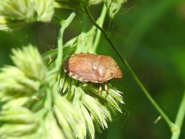 Eurygaster