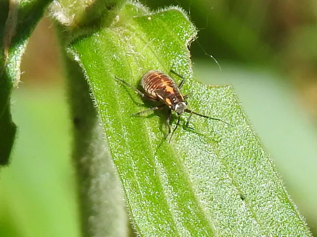 Capsodes