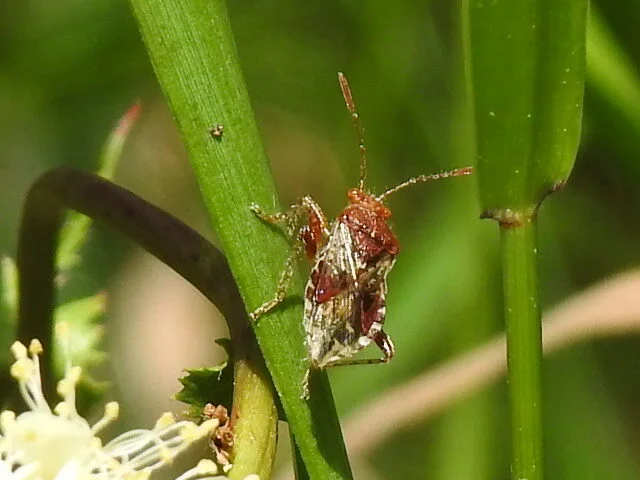Rhopalidae - üvegpoloskák