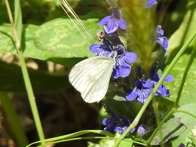Leptidea sinapis - mustárlepke