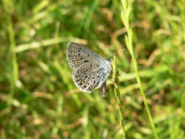 Plebejus argyrognomon - tintakék boglárka