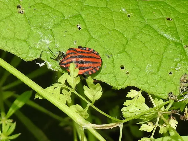 Graphosoma italicum - csíkos pajzsospoloska