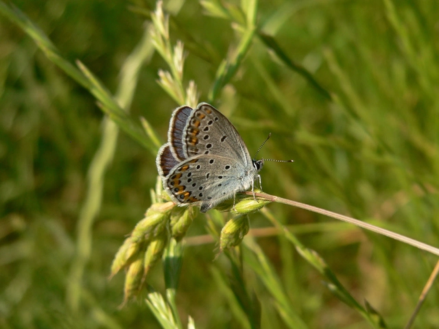 Plebejus argyrognomon - tintakék boglárka
