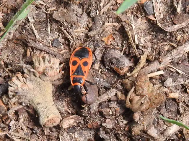 Pyrrhocoris apterus - verőköltő poloska