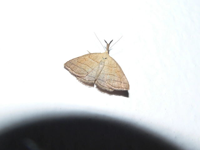 Polypogon tentacularia - sötétaljú karcsúbagoly