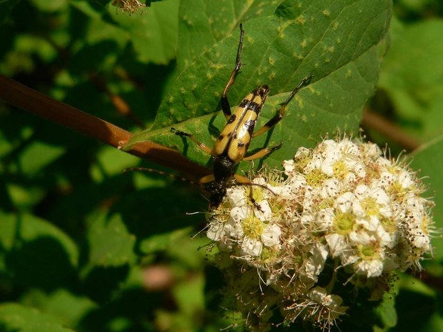 Rutpela maculata - tarkacsápú karcsúcincér