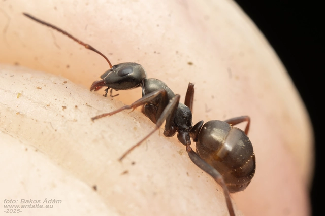 Formica fusca - kormos rabszolgahangya