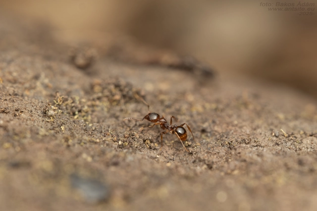 Aphaenogaster subterranea - vörös karcsúhangya