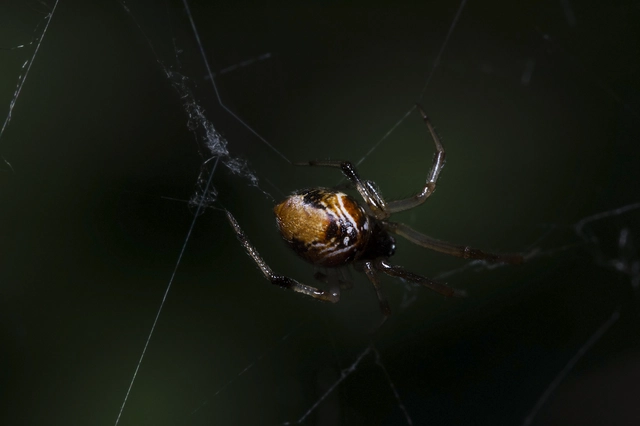 Parasteatoda lunata - holdas törpepók