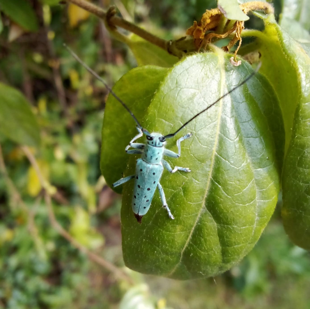 Saperda punctata - pettyes szilcincér Saperda punctata - pettyes szilcincér