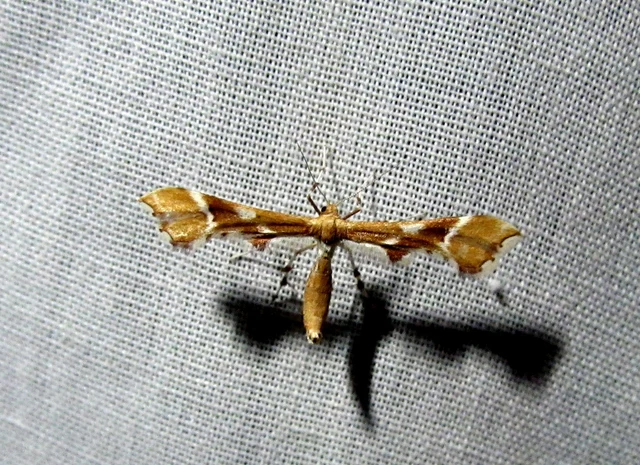Cnaemidophorus rhododactyla - rózsabogyó-tollasmoly