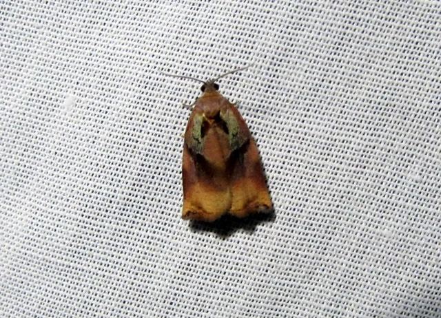 Archips podana - dudvarágó sodrómoly