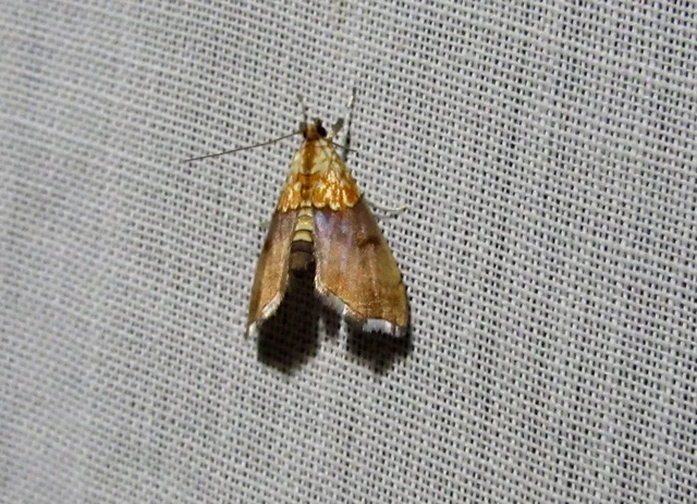 Agrotera nemoralis - ligeti tűzmoly