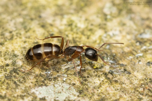 Camponotus fallax - ligeti lóhangya