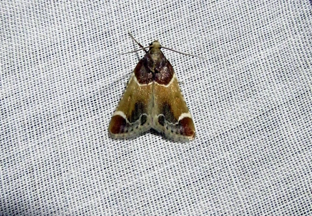 Pyralis farinalis - lisztilonca