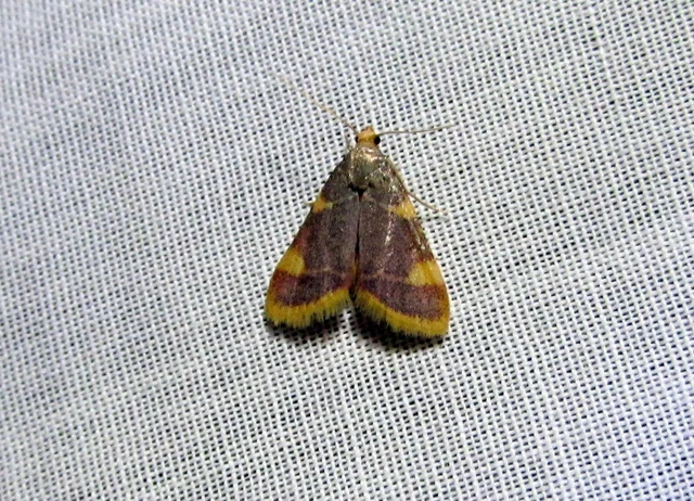 Hypsopygia costalis - szénailonca