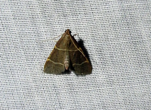 Hypsopygia glaucinalis - rezes fényilonca