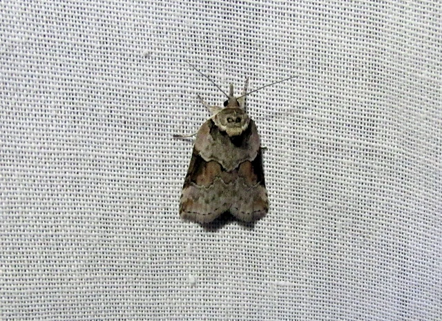 Nycteola siculana - fűz-trapézbagoly