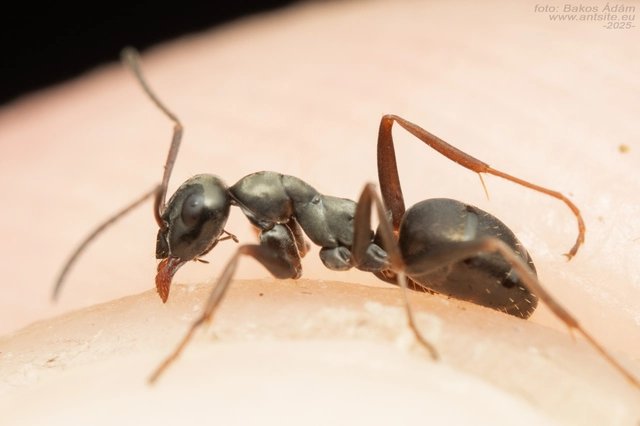 Formica fusca - kormos rabszolgahangya