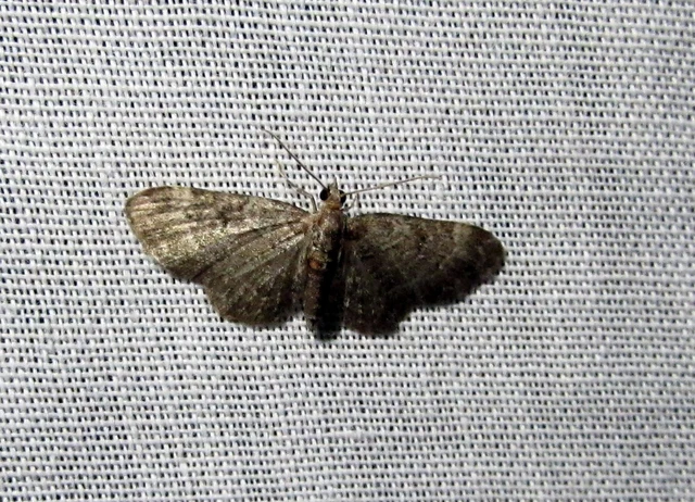 Pasiphila chloerata - hamvas törpearaszoló