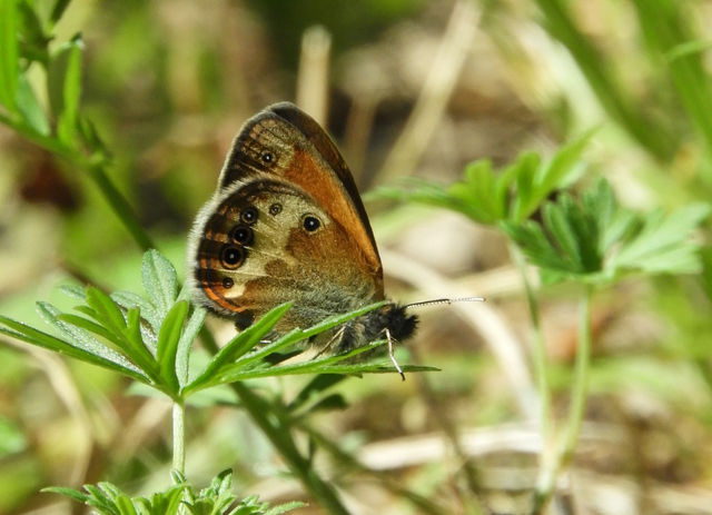 Coenonympha arcania - fehéröves szénalepke