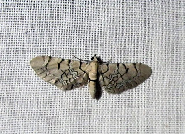 Eupithecia venosata - mécsvirág-törpearaszoló