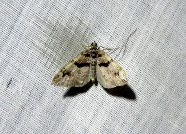 Pareulype berberata - sóskafa-tarkaaraszoló