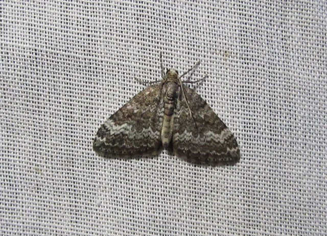 Perizoma alchemillata - árvacsalán-araszoló