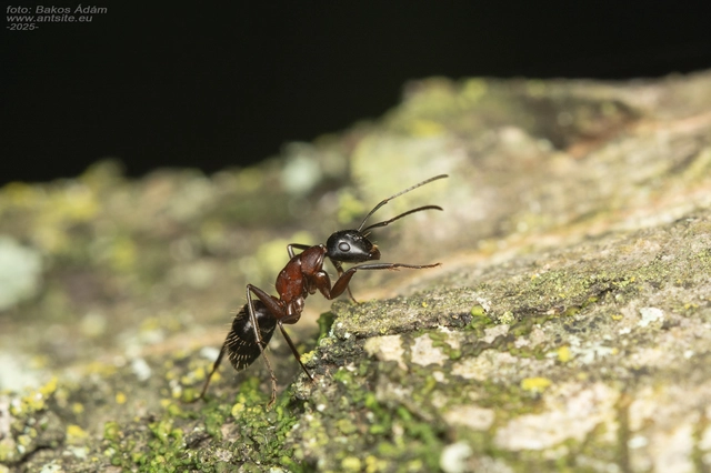 Camponotus ligniperda - faodvasító lóhangya