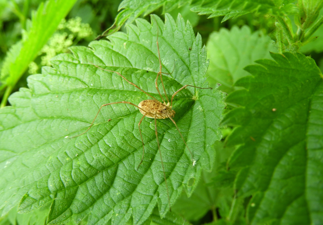 Opiliones - Kaszáspókok