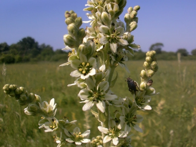 Hoplia praticola - réti virágcserebogár