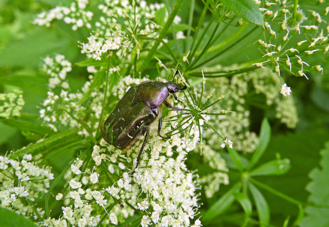 Cetonia aurata - aranyos virágbogár