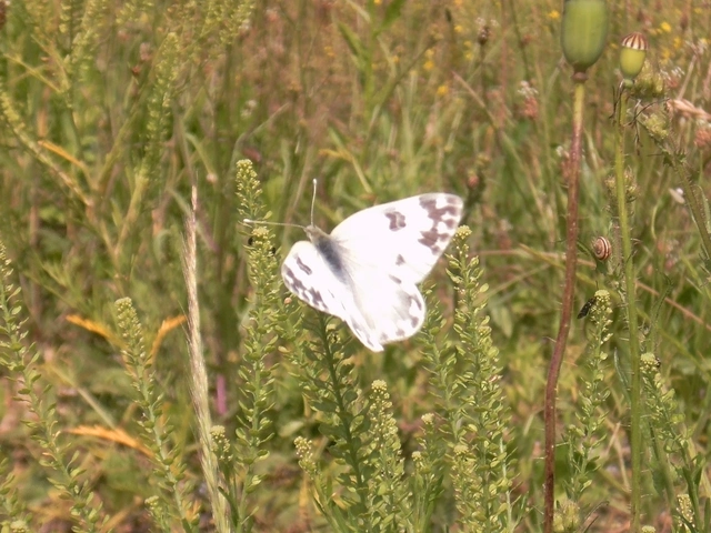 Pontia edusa - rezedalepke